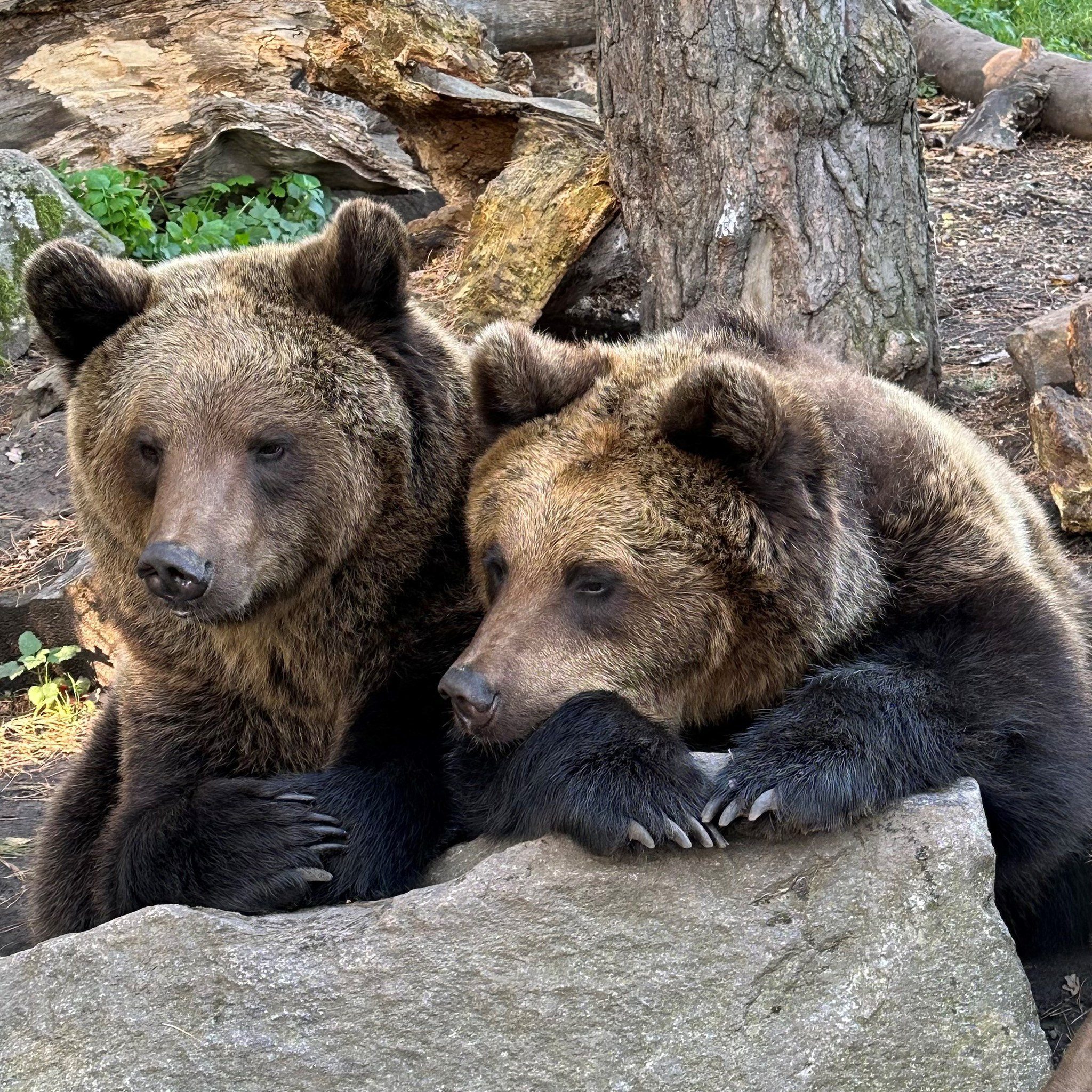Skansen